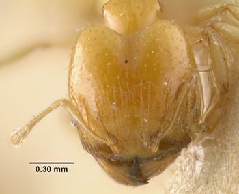 Media type: image;   Entomology 20760 Aspect: head frontal view